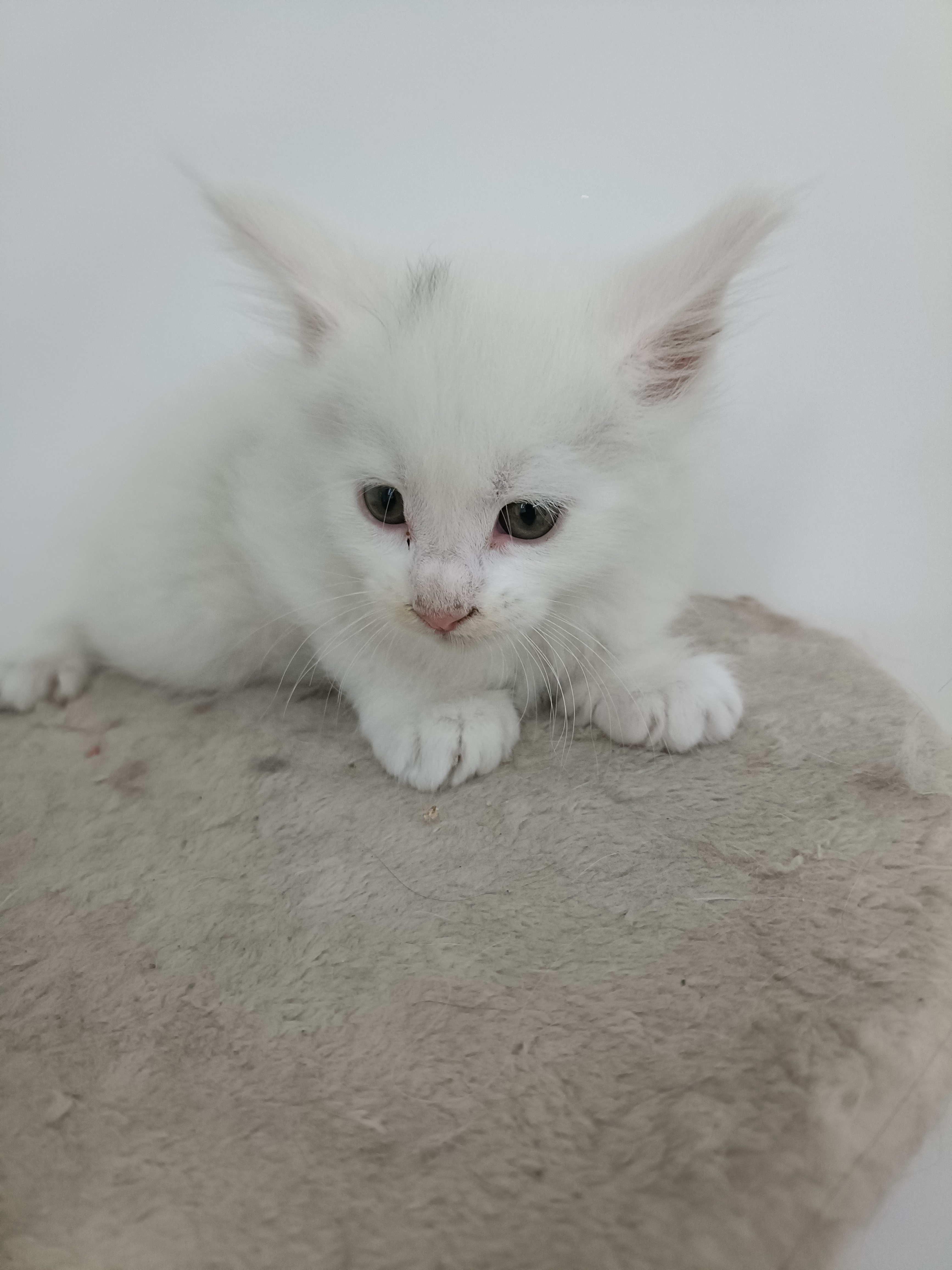 俄系纯种缅因猫，预售